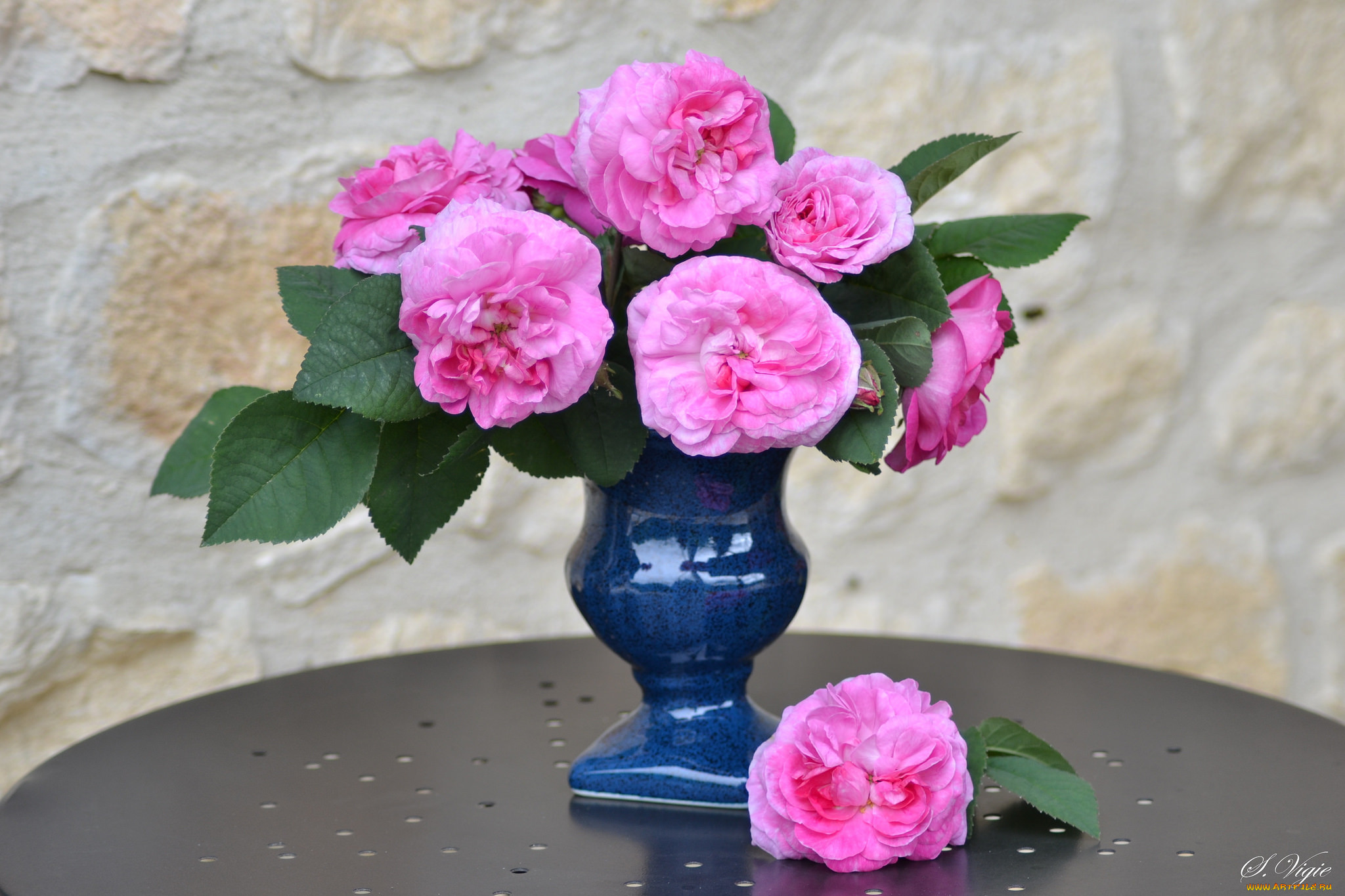 , , petals, blossoms, leaves, bud, , , , rose, , 